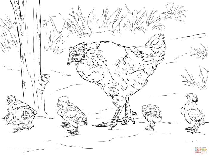 Hen chick mother coloring gallina la mamá sermons4kids