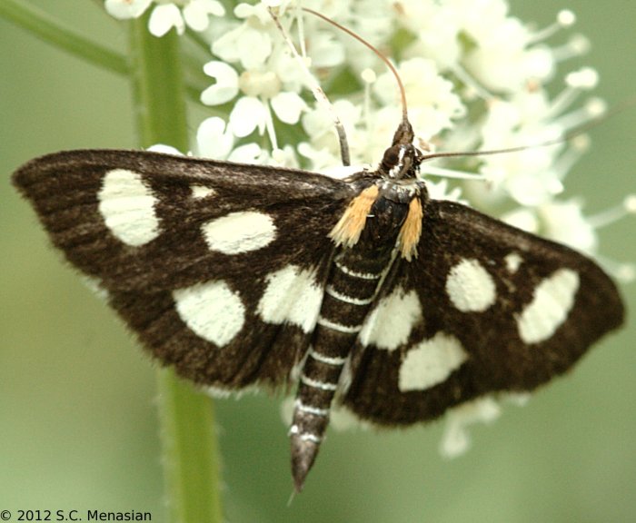 Schwarze motten im wohnzimmer