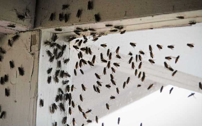 Kleine schwarze fliegen im wohnzimmer